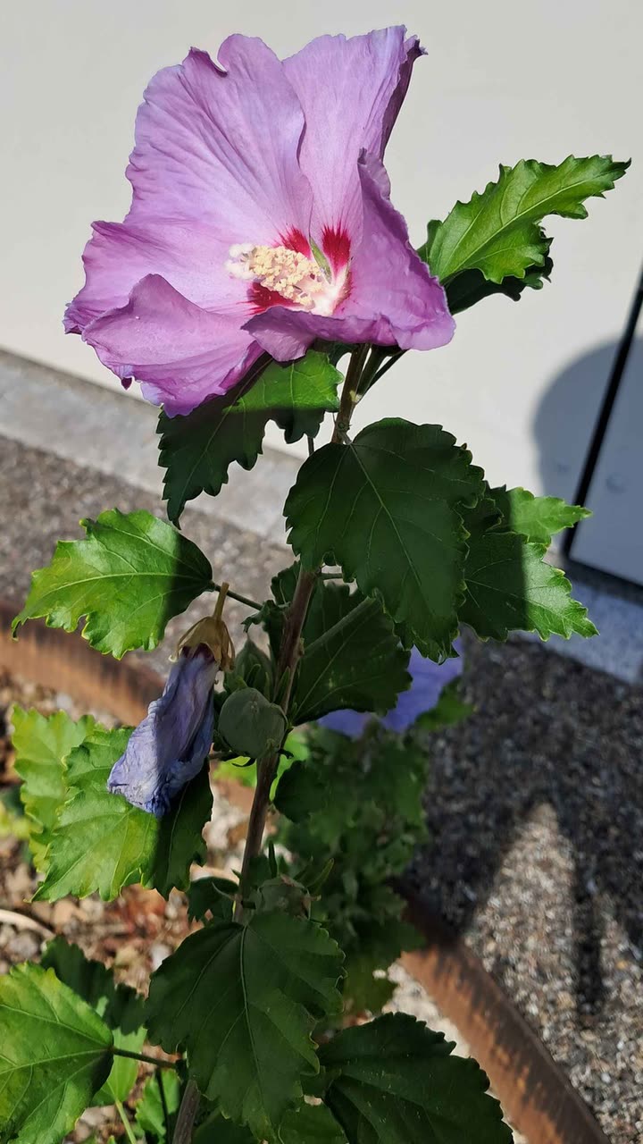 Originalfoto: Hibiskusblüte am Strauch, draussen fotografiert